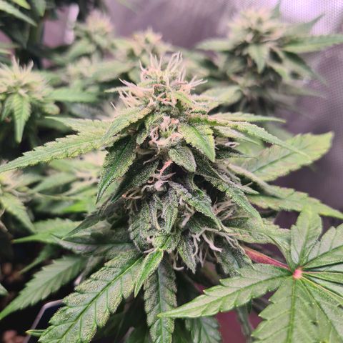 Orange Bud #2 growlog timeline photo