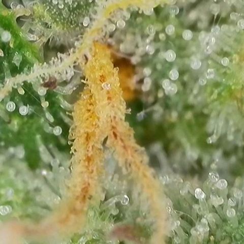 Zkittlez OG #1 growlog timeline photo