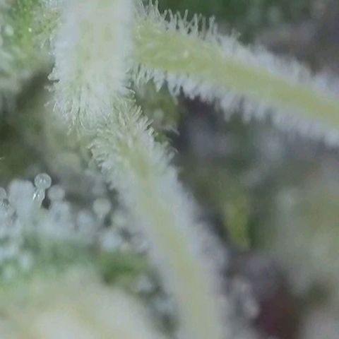 Orange Bud #1 growlog timeline photo