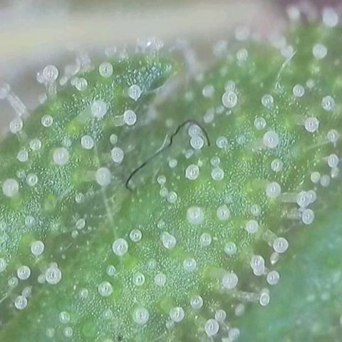Orange Bud #1 growlog timeline photo