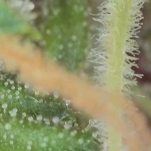 Orange Bud #1 growlog timeline photo