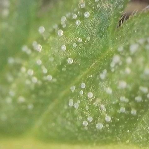 Orange Bud #1 growlog timeline photo