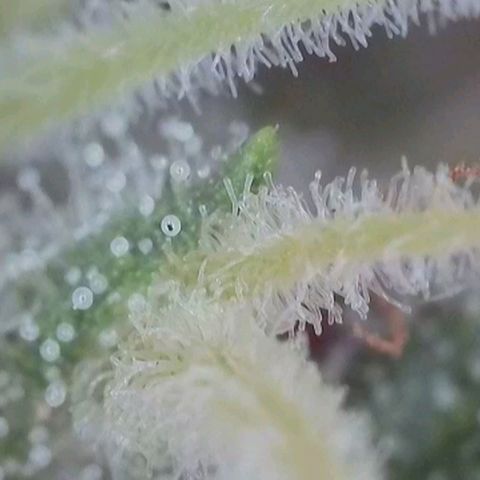 Orange Bud #1 growlog timeline photo
