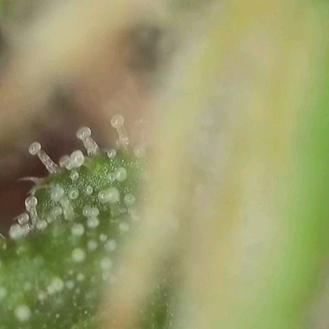 Orange Bud #1 growlog timeline photo