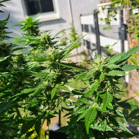 Orange Bud #1 growlog timeline photo