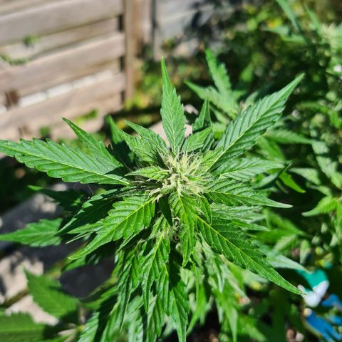 Orange Bud #1 growlog timeline photo