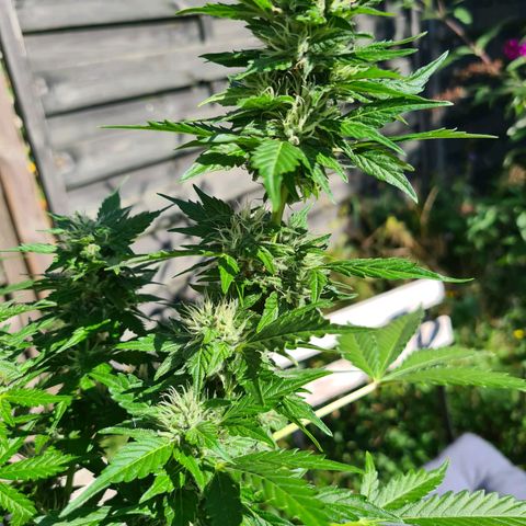 Orange Bud #1 growlog timeline photo