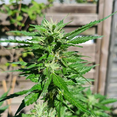 Orange Bud #1 growlog timeline photo