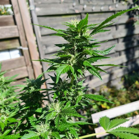 Orange Bud #1 growlog timeline photo