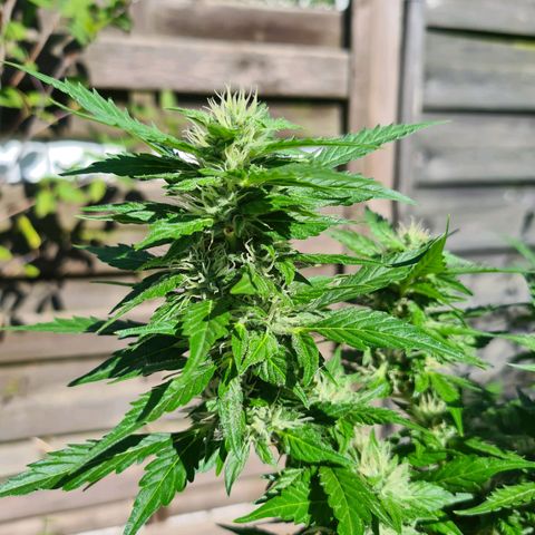 Orange Bud #1 growlog timeline photo