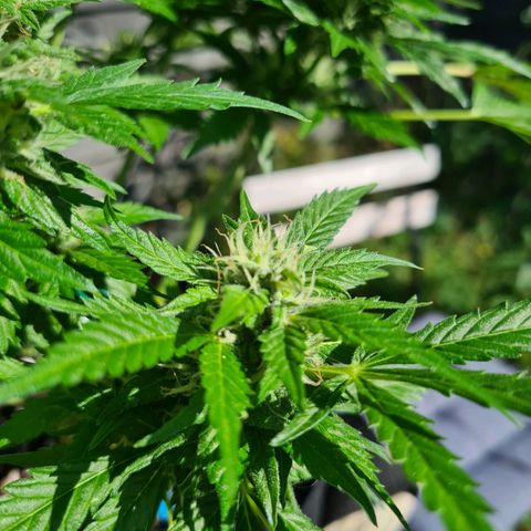 Orange Bud #1 growlog timeline photo
