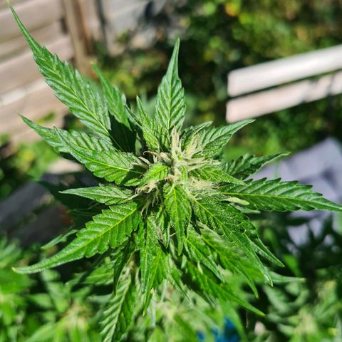 Orange Bud #1 growlog timeline photo