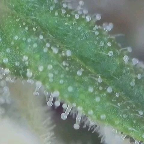 Orange Bud #1 growlog timeline photo