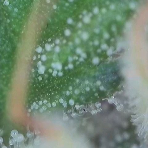 Orange Bud #1 growlog timeline photo