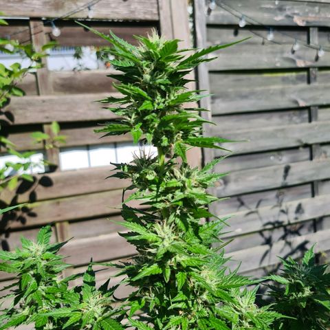 Orange Bud #1 growlog timeline photo