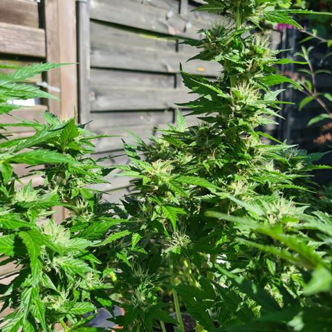 Orange Bud #1 growlog timeline photo