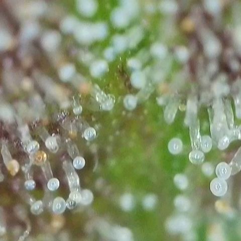 Orange Bud #2 growlog timeline photo