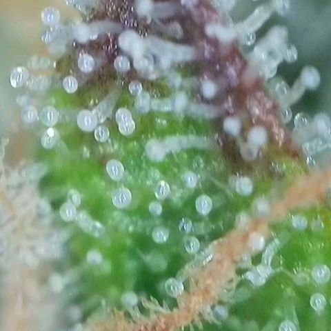 Orange Bud #2 growlog timeline photo
