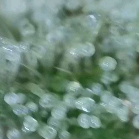 Orange Bud #2 growlog timeline photo