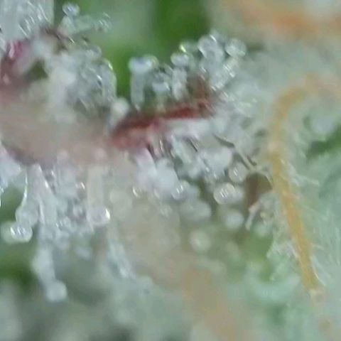 Orange Bud #2 growlog timeline photo