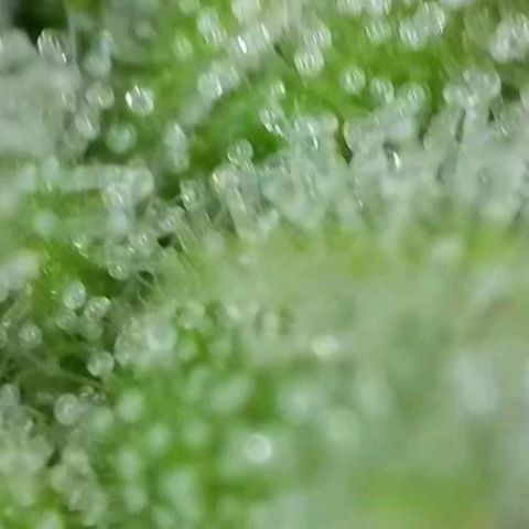 Orange Bud #2 growlog timeline photo