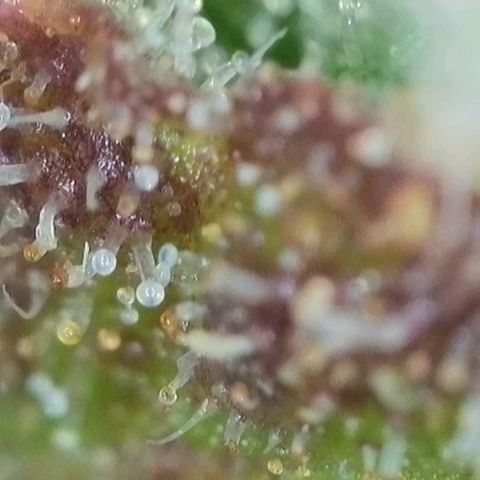 Orange Bud #2 growlog timeline photo