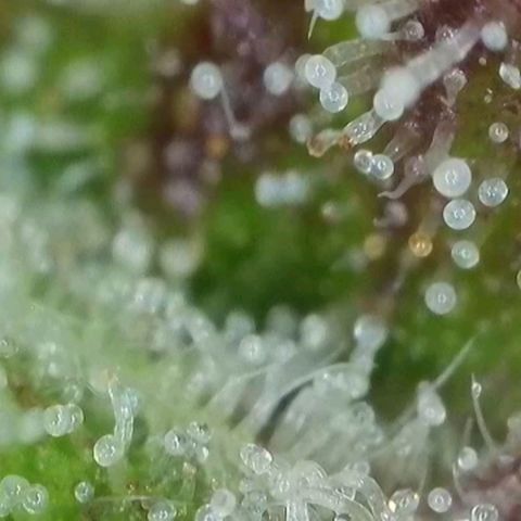 Orange Bud #2 growlog timeline photo