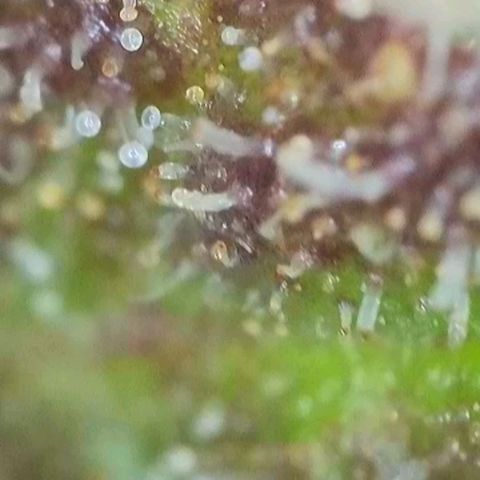 Orange Bud #2 growlog timeline photo
