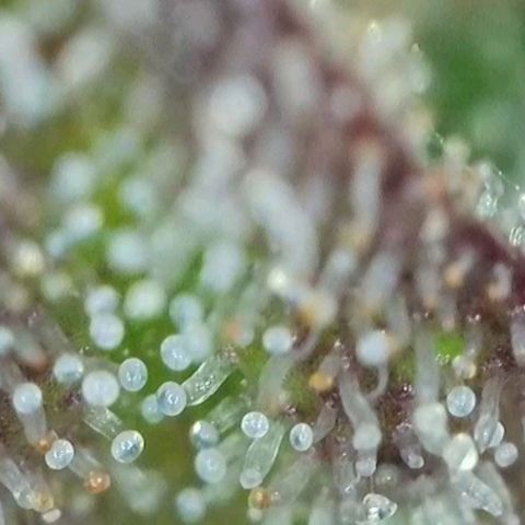 Orange Bud #2 growlog timeline photo
