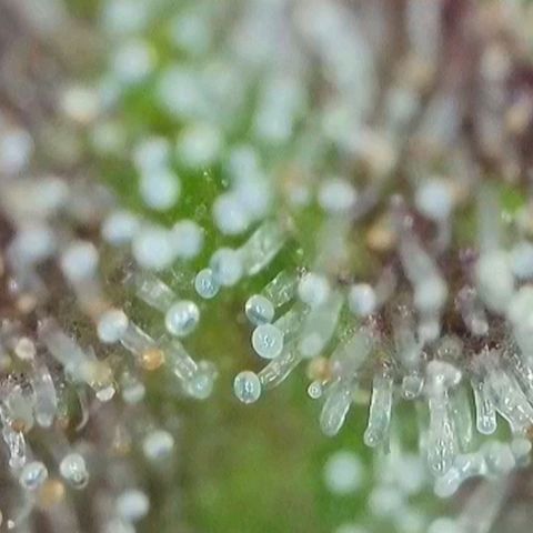 Orange Bud #2 growlog timeline photo
