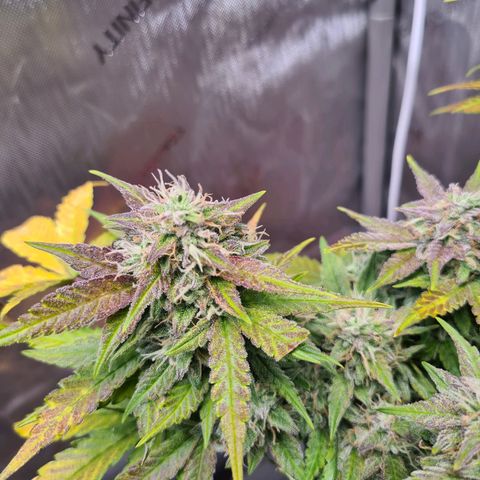 Orange Bud #2 growlog timeline photo