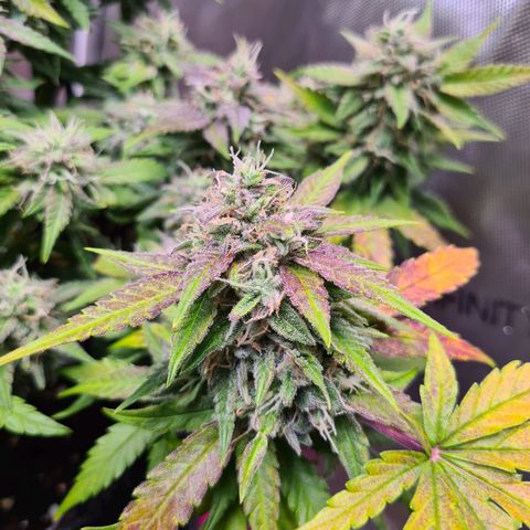 Orange Bud #2 growlog timeline photo