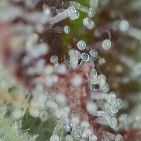Orange Bud #2 growlog timeline photo