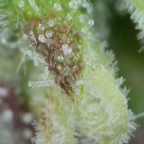 Orange Bud #2 growlog timeline photo