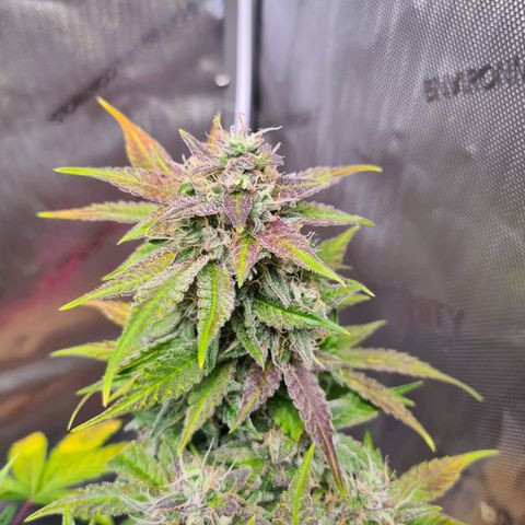 Orange Bud #2 growlog timeline photo