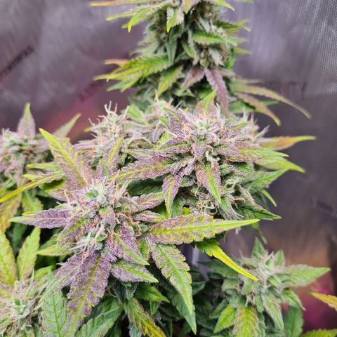 Orange Bud #2 growlog timeline photo