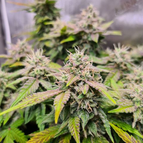 Orange Bud #2 growlog timeline photo