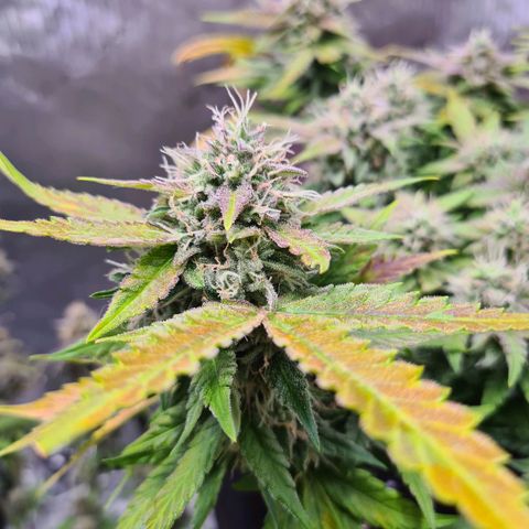 Orange Bud #2 growlog timeline photo