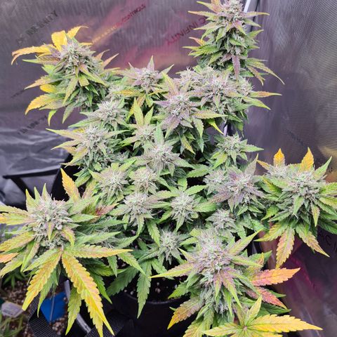 Orange Bud #2 growlog timeline photo
