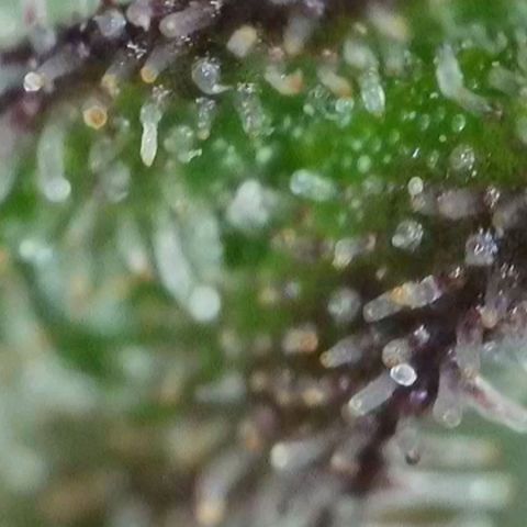 Zkittlez OG #1 growlog timeline photo
