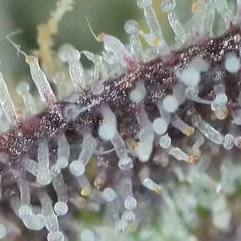Zkittlez OG #1 growlog timeline photo