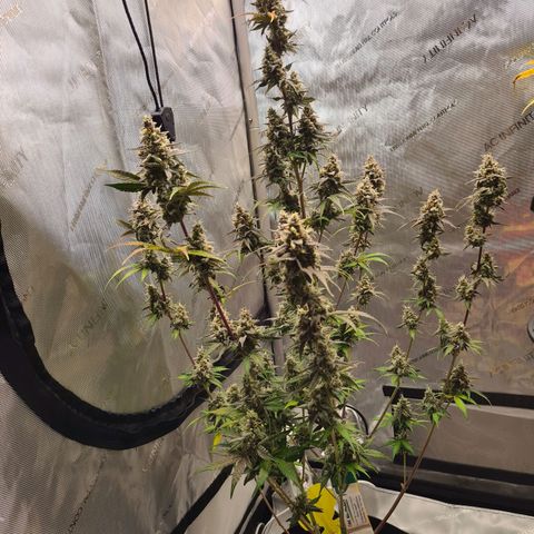 Zkittlez OG #1 growlog timeline photo