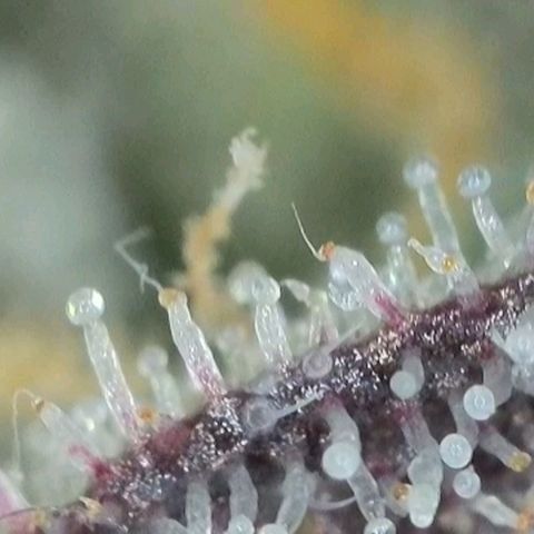 Zkittlez OG #1 growlog timeline photo