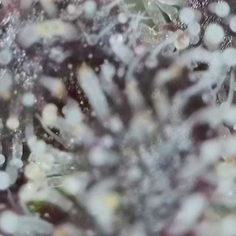 Zkittlez OG #1 growlog timeline photo