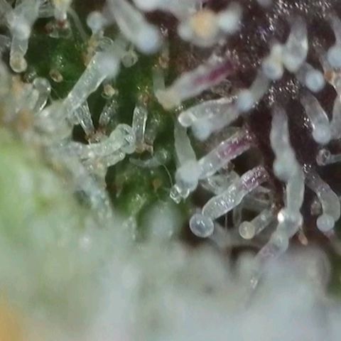 Zkittlez OG #1 growlog timeline photo