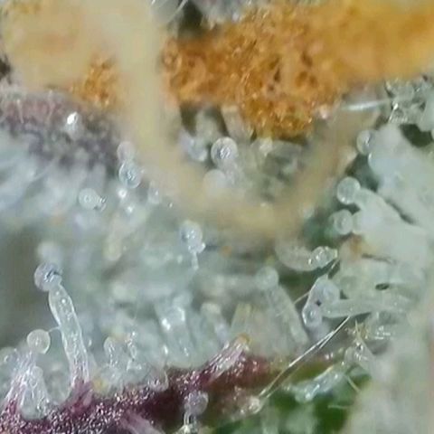 Zkittlez OG #1 growlog timeline photo