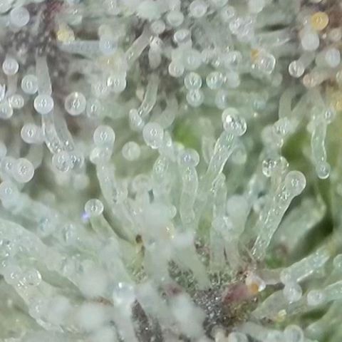 Zkittlez OG #1 growlog timeline photo