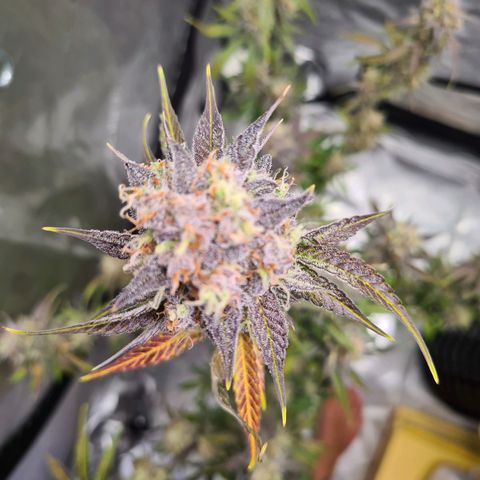 Zkittlez OG #1 growlog timeline photo