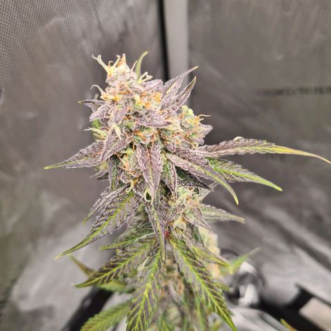 Zkittlez OG #1 growlog timeline photo