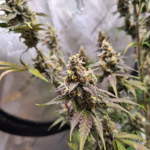 Zkittlez OG #1 growlog timeline photo